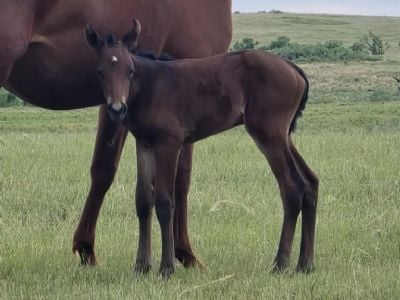 Whiskey Up Wine JW <BR>AQHA PENDING